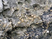 Brachiopods_in_fossiliferous_limestone_(Jeffersonville_Limestone,_Middle_Devonian;_Falls_of_the_Ohio,_southern_Indiana,_USA)_16_(33466594045)