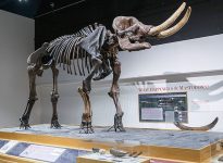 Cohoes Mastodon exhibit at the New York State Museum, Albany New York