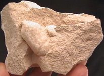 Coprolite_di_tartaruga_-_Oligocene_Fairburn_South_Dakota