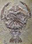 Cycleryon_propinquus_(fossil_crustacean)_(Solnhofen_Limestone,_Upper_Jurassic;_Eichstatt_District,_Germany)_4_(35996713436)