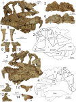 Dilophosaurus_holotype_skull