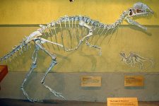 Dilophosaurus_skeleton_RTMoP
