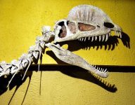 Dilophosaurus_skull