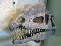 Dilophosaurus_skull_cast_-_AMNH