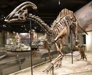 FMNH_Parasaurolophus_fossil