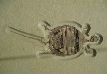 Fossil_turtle
