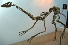 Gallimimus_mongoliensis_mount