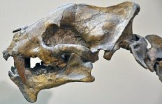 Hoplophoneus_primaevus_(fossil_false_sabertooth_cat)_(Middle_Oligocene;_Nebraska,_USA)_3_(32791323412)