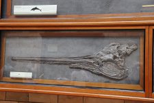 Ichthyosaur_Skull_(36099869610)