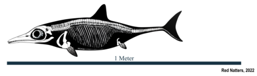 Ichthyosaurus_communis_juvenile_Skeletal_Reconstruction