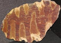 Inzeria_tjomusi_(stromatolite)_(Neoproterozoic,_850_Ma_to_1_Ga;_Bashkiria,_Russia)_(41559659220)