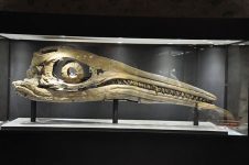 Large_ichthyosaur_skull