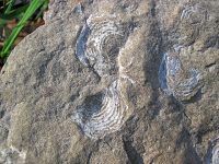 Leptaena_fossil_brachiopods_in_fossiliferous_limestone_(Middle_Devonian;_Olentangy_River_bank_near_Lazarus_Run,_Delaware_County,_Ohio,_USA)_6_(30425330594)