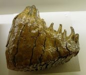 Mammoth_tooth_01