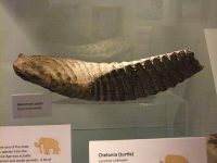 Mammoth_tooth,_Wrexham_Museum_(1)