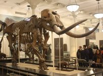 Mastodon_skeleton_at_AMNH
