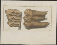 Mastodon_spec._-_kiezen_-_1700-1880_-_Print_-_Iconographia_Zoologica_-_Special_Collections_University_of_Amsterdam_-_UBA01_IZ22000165.tif