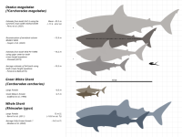 Megalodon-Carcharodon-Scale-Chart-SVG.svg