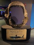 Megalodon_jaw_reproduction_at_NC_Aquarium
