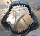 Megalodon_shark_jaws_museum_of_natural_history_068