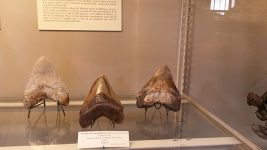 Megalodon_tooth_fossil