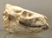 Merycoidodon-skull-Badlands-USA-b.tif