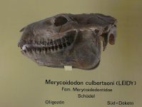 Merycoidodon_culbertsoni_2