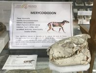 Merycoidodon_skull
