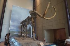 Milwaukee_Public_Museum_November_2022_172_(Hebior_Mammoth_cast_skeleton)