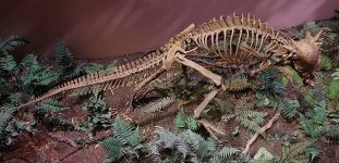 Pachycephalosaurus_Museum_of_Ancient_Life_2