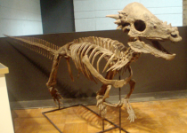 Pachycephalosaurus_RoyalOntarioMuseum