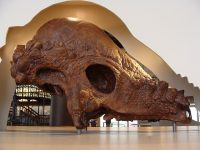 Pachycephalosaurus_skull