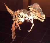 Pachycephalosaurus_wyomingensis_-_Dinópolis