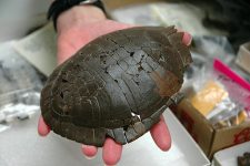 Painted_turtle_fossil
