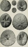 Paleontology_of_the_Coalinga_district,_Fesno_and_Kings_counties,_California_(1909)_(14784778343)