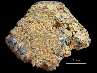 Paleoproterozoic_stromatolites_Franceville