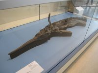 ROM_ichthyosaur