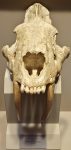 Saber_Tooth_Cat_skull,_Tellus_Science_Museum