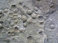 Spirifer_invalidistriatus_(fossil_brachiopods)_(Byer_Sandstone,_Lower_Mississippian;_Black_Hand_Gorge,_Ohio,_USA)_4_(37761925285)