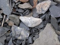 Spiriferid_brachiopods_(Solsville_Shale,_Middle_Devonian;_Morrisville_North_roadcut,_Madison_County,_New_York_State,_USA)_3