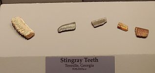 Stingray_teeth,_Tellus_Science_Museum