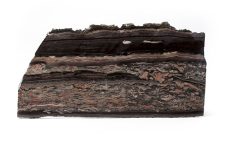Stromatolite_-_MUSE_2