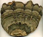 Stromatolite_Fossil_from_Wyoming