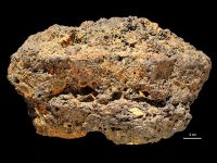 Stromatolite,_Franceville_Basin,_Gabon