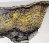 Stromatolite_(Strelley_Pool_Formation,_Paleoarchean,_3.35-3.46_Ga;_East_Strelley_Greenstone_Belt,_Pilbara_Craton,_Western_Australia)_1_(17346619166)