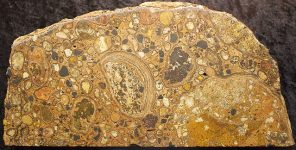 Stromatolite_Torino