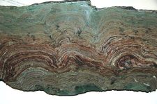 Stromatolites_(Snowslip_Formation,_Belt_Supergroup,_Mesoproterozoic,_1.44_Ga;_Glacier_National_Park,_Montana,_USA)_1_(15015915248)