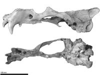 The_holotype_cranium_of_Archaeodobenus_akamatsui