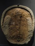 Trilobite_fossil,_Desert_Museum