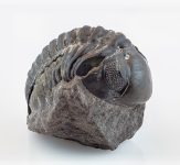 Trilobites_(Austerops_speculator),_Jebel_Oufatene,_Marruecos,_2021-01-18,_DD_137-195_FS